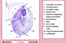 як лікувати хронічний трихомоніаз у жінок