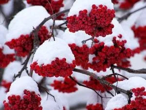 Зуб мудрості видаляти або лікувати? лікують карієс на зубах мудрості