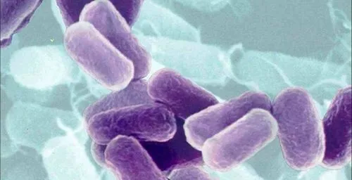 як лікувати нирки якщо продуло