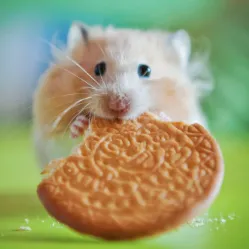 Hamsterii mănâncă la domiciliu (acasa) Hamsterii mananca la domiciliu