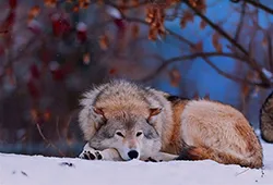 Ce mănâncă lupul, despre toate animalele