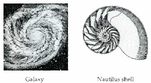 Lume negru-și-alb de spirala spirala lui Fibonacci de aur