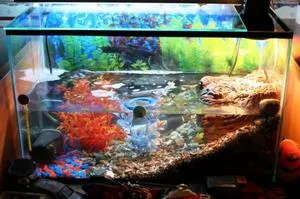 Ce este krasnouhih aquaterrarium pentru țestoase acvatice, cum să construiască un acvariu cu