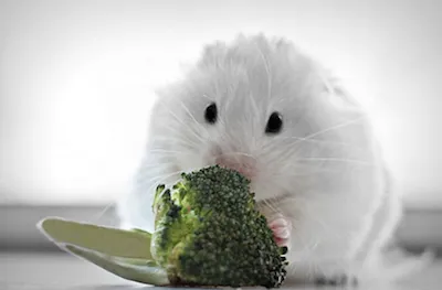 Că hamsteri mănâncă la domiciliu (mancatul) Hamsterii mananca la domiciliu