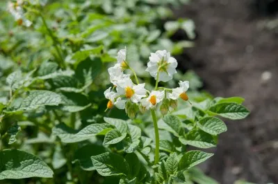 Ce poate fi plantate lângă cartofi și nu poate fi (aproape) Ce poate fi plantate lângă cartofi și nu pot