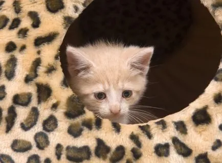 Ce se întâmplă dacă pisica a căzut din fereastră (abandonat) Ce se întâmplă dacă pisica a căzut din fereastră