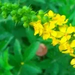 Cucuta (repere otrăvitoare) - proprietăți și aplicații, contraindicații