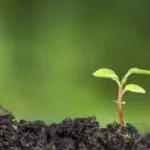 Ce este gunoiul de grajd verde, deoarece acestea cresc ceea ce gunoi de grajd verde (ce) Ce este gunoiul de grajd verde, cum să le crească pentru ca gunoiul de grajd verde