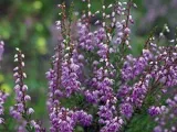 Măcriș de flori - de îngrijire în plantarea de origine și de reproducere Oxalis; Oxalis acasă - oksalis (semințe) Măcriș de flori - de îngrijire în plantarea de origine și de reproducere Oxalis; Casa Oxalis - oksalis