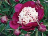 Măcriș de flori - de îngrijire în plantarea de origine și de reproducere Oxalis; Oxalis home - oksalis (dăunătorilor) Măcriș de flori - de îngrijire în plantarea de origine și de reproducere Oxalis; Casa Oxalis - oksalis
