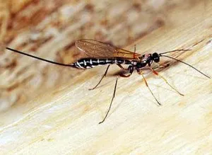 Ce este un virus și virus în mod clar populare (ușor de înțeles) Ce este un virus popular și lucid despre viruși