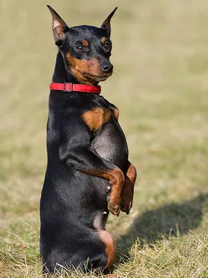 Miniature Pinscher foto și video miniatură (pitic) pinscher, rase de câini sunt dotate cu mini (roca) Miniature Pinscher foto și video miniatură (pitic) pinscher, rase de caini sunt dotate cu mini-