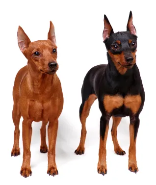 Miniature Pinscher - descriere rasa, fotografii, clipuri video, articole (câini de talie mică) Miniature Pinscher - Descriere rasa, foto, video, articol