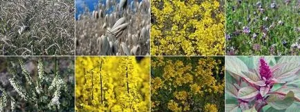 Ce este gunoiul de grajd verde, deoarece acestea cresc ceea ce gunoi de grajd verde (ce) Ce este gunoiul de grajd verde, cum să le crească pentru ca gunoiul de grajd verde