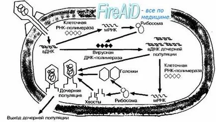 Ce este un virus și virus în mod clar populare (ușor de înțeles) Ce este un virus popular și lucid despre viruși
