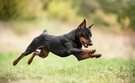Miniature Pinscher descriere rasa, comentarii, reguli de îngrijire și alegerea unui catelus