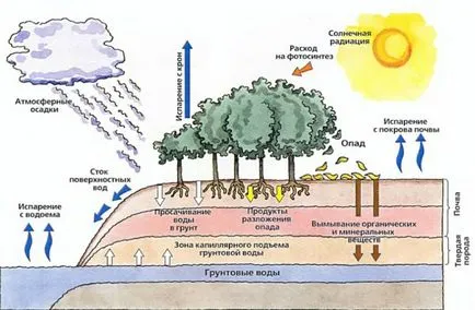 Care este ciclul biologic de supraviețuire în situațiile sălbatice și extreme (cifra de afaceri) Care este ciclul biologic de supraviețuire în situațiile sălbatice și extreme