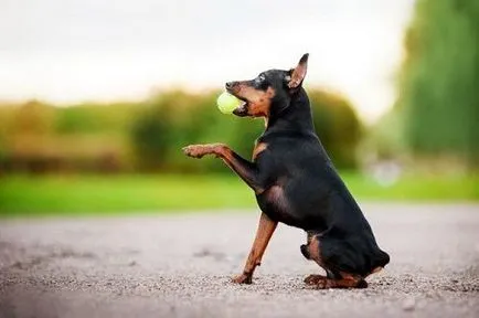 Miniature Pinscher rasa fotografie și descriere, preț, și recenzii ale proprietarilor