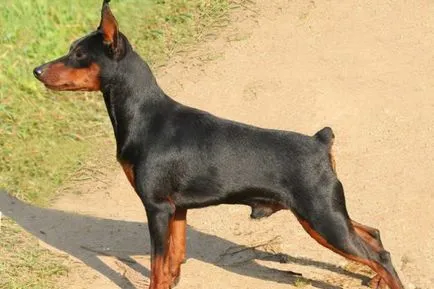 Miniature Pinscher foto și video miniatură (pitic) pinscher, rase de câini sunt dotate cu mini (roca) Miniature Pinscher foto și video miniatură (pitic) pinscher, rase de caini sunt dotate cu mini-