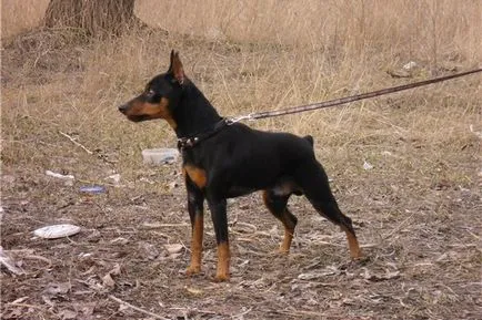 Miniature Pinscher foto și video miniatură (pitic) pinscher, rase de câini sunt dotate cu mini (roca) Miniature Pinscher foto și video miniatură (pitic) pinscher, rase de caini sunt dotate cu mini-