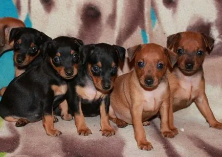 Miniature Pinscher descriere rasa, comentarii, reguli de îngrijire și alegerea unui catelus