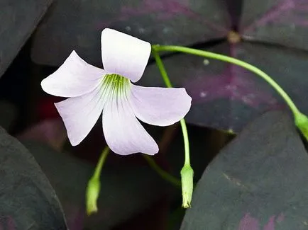 Măcriș de flori - de îngrijire în plantarea de origine și de reproducere Oxalis; Oxalis acasă - oksalis (îngrășăminte) Măcriș de flori - de îngrijire în plantarea de origine și de reproducere Oxalis; Casa Oxalis - oksalis