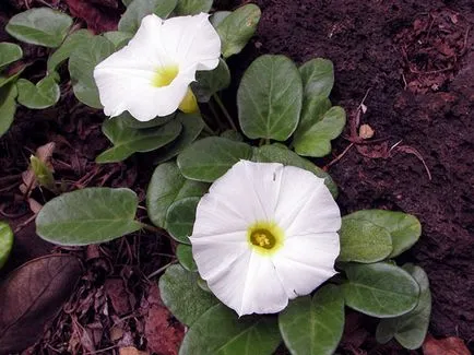 Morning Glory Flower - grija și de plantare; fotografie Morning Glory, Morning Glory mulți ani - în creștere din semințe