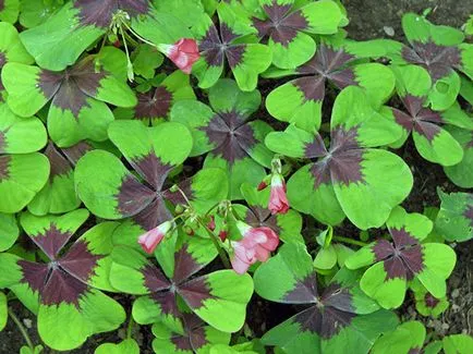 Măcriș de flori - de îngrijire în plantarea de origine și de reproducere Oxalis; Oxalis acasă - oksalis (specii) Măcriș de flori - de îngrijire în plantarea de origine și de reproducere Oxalis; Casa Oxalis - oksalis