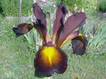 irisi Flori - cultivarea și îngrijirea de plantare irisi, fotografii și soiuri; iris bărbos