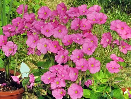 Măcriș de flori - de îngrijire în plantarea de origine și de reproducere Oxalis; Oxalis acasă - oksalis (flori) Măcriș de flori - de îngrijire în plantarea de origine și de reproducere Oxalis; Casa Oxalis - oksalis