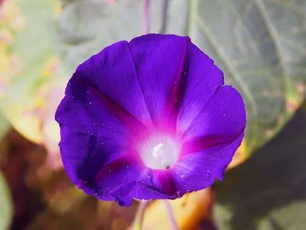 Morning Glory Flower - grija și de plantare; fotografie Morning Glory, Morning Glory mulți ani - în creștere din semințe