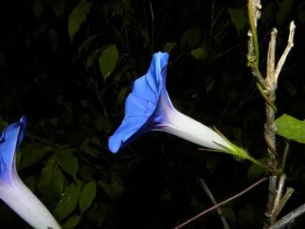 Morning Glory Flower - grija și de plantare; fotografie Morning Glory, Morning Glory mulți ani - în creștere din semințe