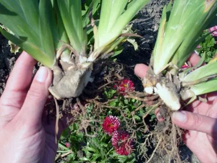 irisi Flori - cultivarea și îngrijirea de plantare irisi, fotografii și soiuri; iris bărbos