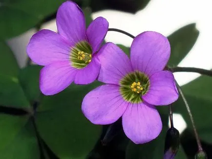 Măcriș de flori - de îngrijire în plantarea de origine și de reproducere Oxalis; Oxalis acasă - oksalis (Oxalis) Măcriș de flori - de îngrijire în plantarea de origine și de reproducere Oxalis; Casa Oxalis - oksalis