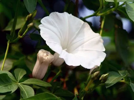 Morning Glory Flower - grija și de plantare; fotografie Morning Glory, Morning Glory mulți ani - în creștere din semințe