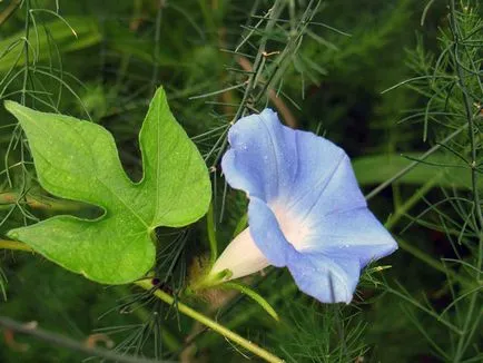Morning Glory Flower - grija și de plantare; fotografie Morning Glory, Morning Glory mulți ani - în creștere din semințe