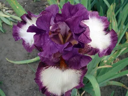 irisi Flori - cultivarea și îngrijirea de plantare irisi, fotografii și soiuri; iris bărbos