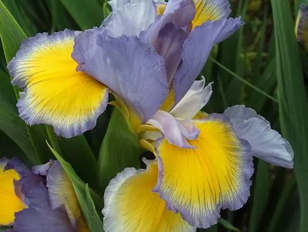 irisi Flori - cultivarea și îngrijirea de plantare irisi, fotografii și soiuri; iris bărbos