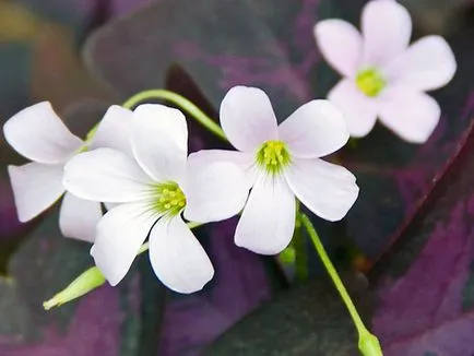 Măcriș de flori - de îngrijire în plantarea de origine și de reproducere Oxalis; Oxalis acasă - oksalis (specii) Măcriș de flori - de îngrijire în plantarea de origine și de reproducere Oxalis; Casa Oxalis - oksalis