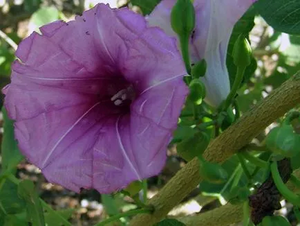 Morning Glory Flower - grija și de plantare; fotografie Morning Glory, Morning Glory mulți ani - în creștere din semințe