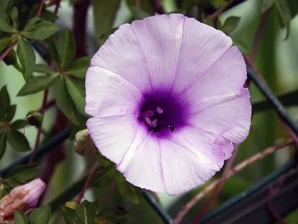 Morning Glory Flower - grija și de plantare; fotografie Morning Glory, Morning Glory mulți ani - în creștere din semințe
