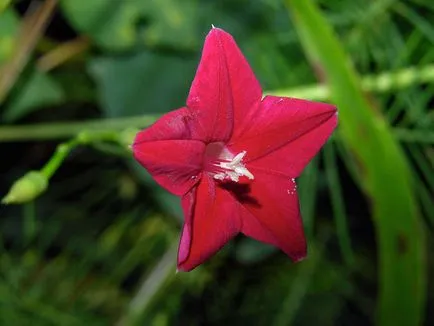 Morning Glory Flower - grija și de plantare; fotografie Morning Glory, Morning Glory mulți ani - în creștere din semințe