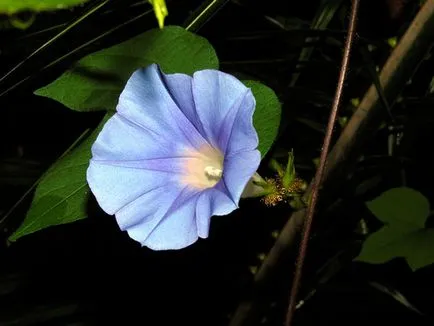 Morning Glory Flower - grija și de plantare; fotografie Morning Glory, Morning Glory mulți ani - în creștere din semințe