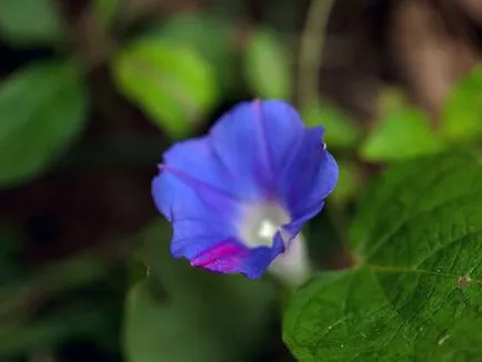 Morning Glory Flower - grija și de plantare; fotografie Morning Glory, Morning Glory mulți ani - în creștere din semințe