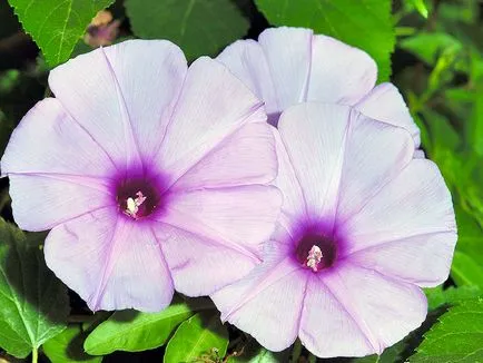 Morning Glory Flower - grija și de plantare; fotografie Morning Glory, Morning Glory mulți ani - în creștere din semințe