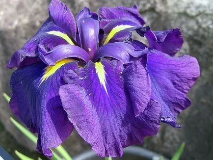 irisi Flori - cultivarea și îngrijirea de plantare irisi, fotografii și soiuri; iris bărbos