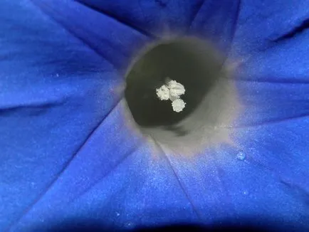 Morning Glory Flower - grija și de plantare; fotografie Morning Glory, Morning Glory mulți ani - în creștere din semințe