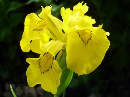 irisi Flori - cultivarea și îngrijirea de plantare irisi, fotografii și soiuri; iris bărbos