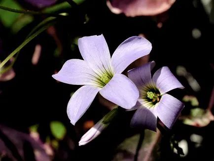 Măcriș de flori - de îngrijire în plantarea de origine și de reproducere Oxalis; Sorrel acasă - oksalis (condiții) Măcriș de flori - de îngrijire în plantarea de origine și de reproducere Oxalis; Casa Oxalis - oksalis