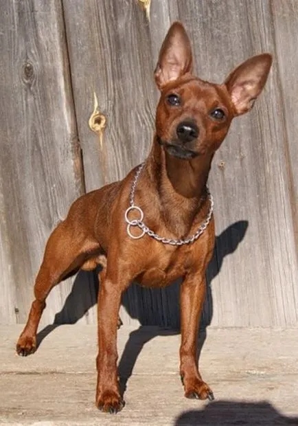 Miniature Pinscher rasa fotografie și descriere, preț, și recenzii ale proprietarilor